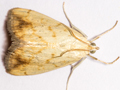 Evergestis extimalis